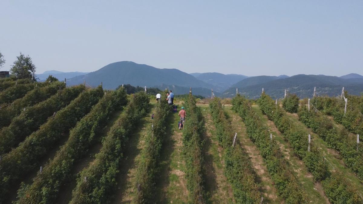 Berba ariljskih malinjaka  (6).jpg