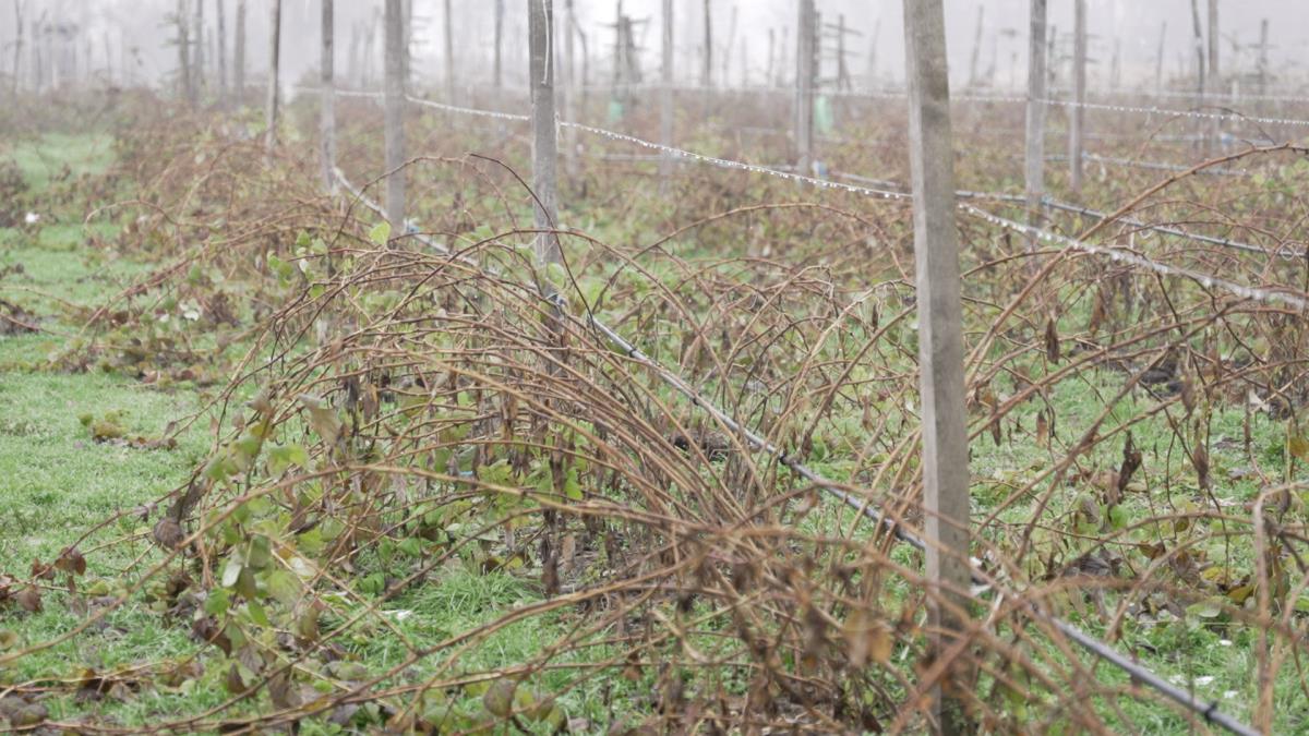 Berba ariljskih malinjaka  (5).jpg