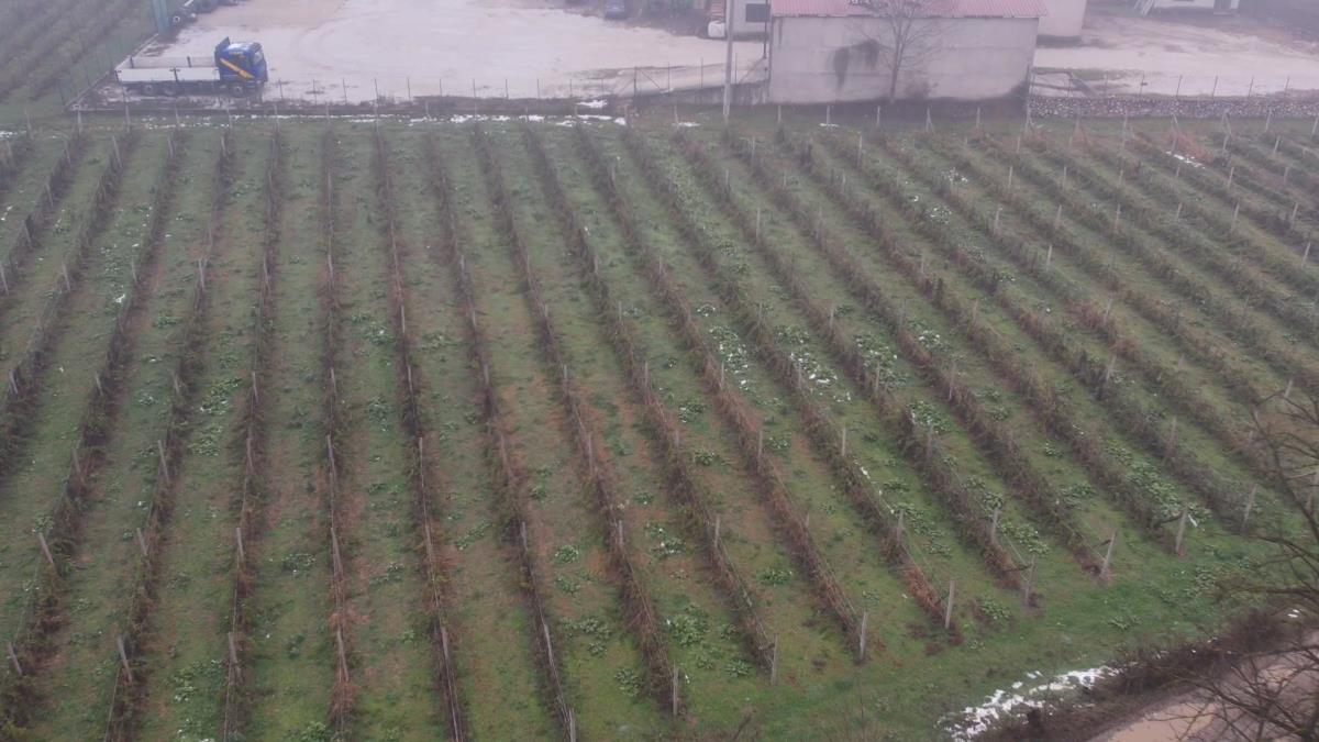 Berba ariljskih malinjaka  (4).jpg