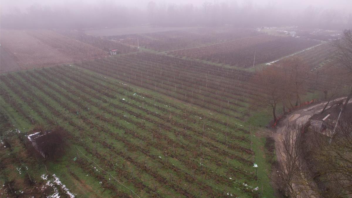 Berba ariljskih malinjaka  (2).jpg