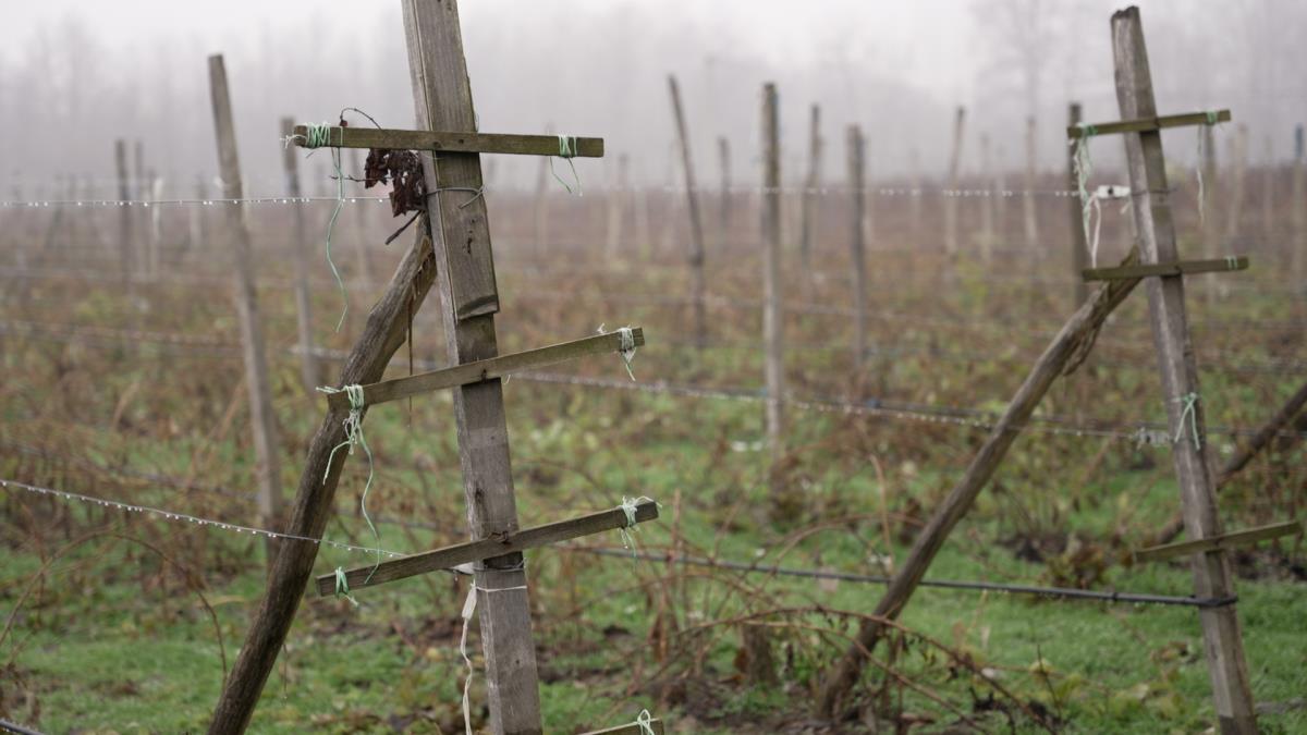 Berba ariljskih malinjaka  (1).jpg