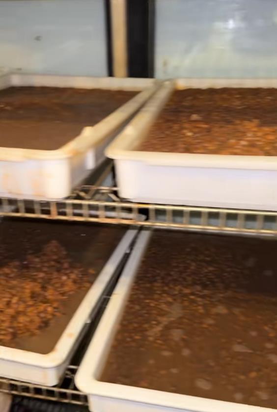 Žena se ušunjala u skladište restorana i zgrozila se prizorom (2).png