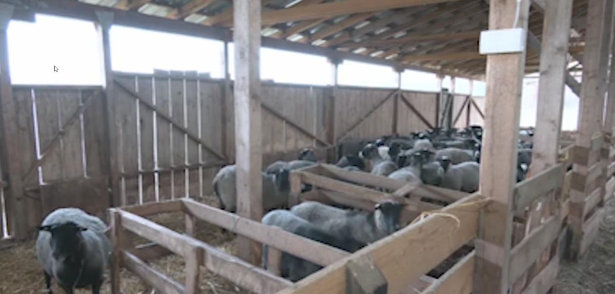 Iz Finske se preselili u selo kod Valjeva 5.jpg