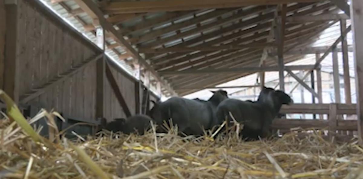 Iz Finske se preselili u selo kod Valjeva 7.jpg