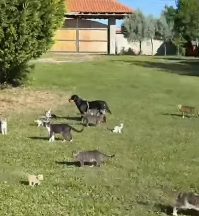 Nenad Jezdić imanje kod Valjeva (4).png