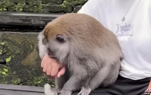 Mariju Šerifović ujeo majmun na Baliju