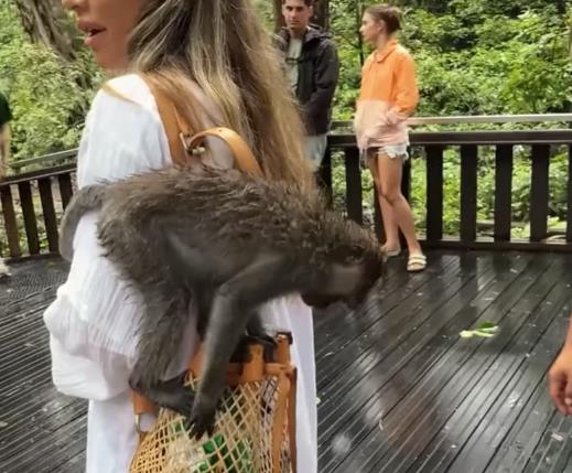 Mariju Šerifović ujeo majmun na Baliju