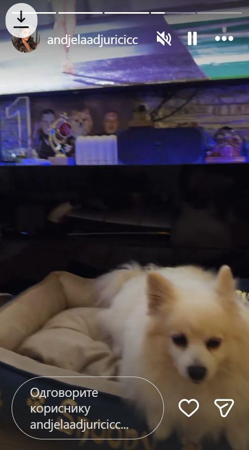 OVDE ŽIVE ANĐELA I GASTOZ: Okićen a jelka, ikone svuda po stanu, a na centralnom mestu fotografija koja je svima zapala za oko (FOTO)