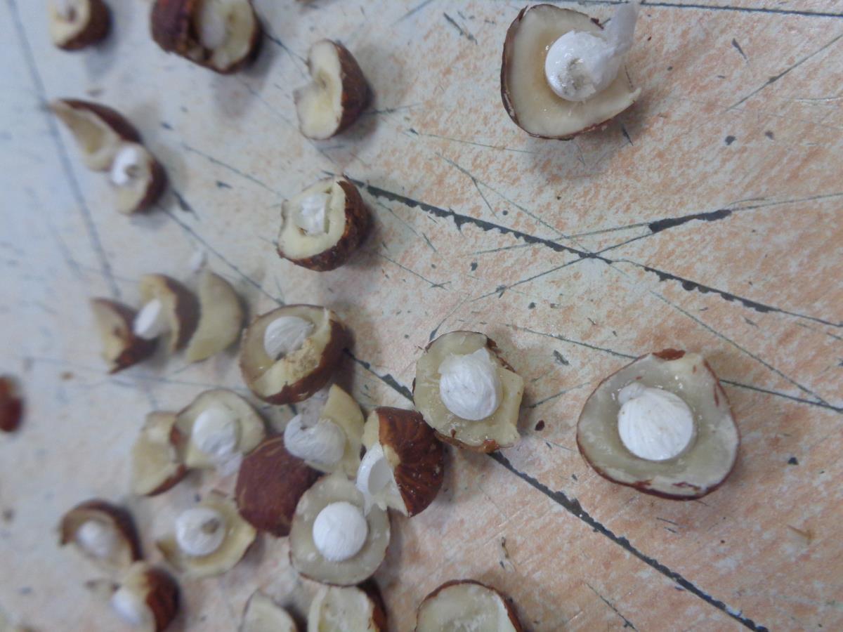 FOTO UIKS, droga u lešnicima.JPG