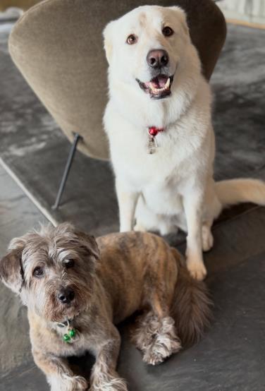 Psi Dženifer Aniston