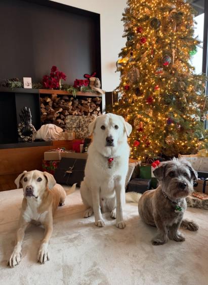 Psi Dženifer Aniston