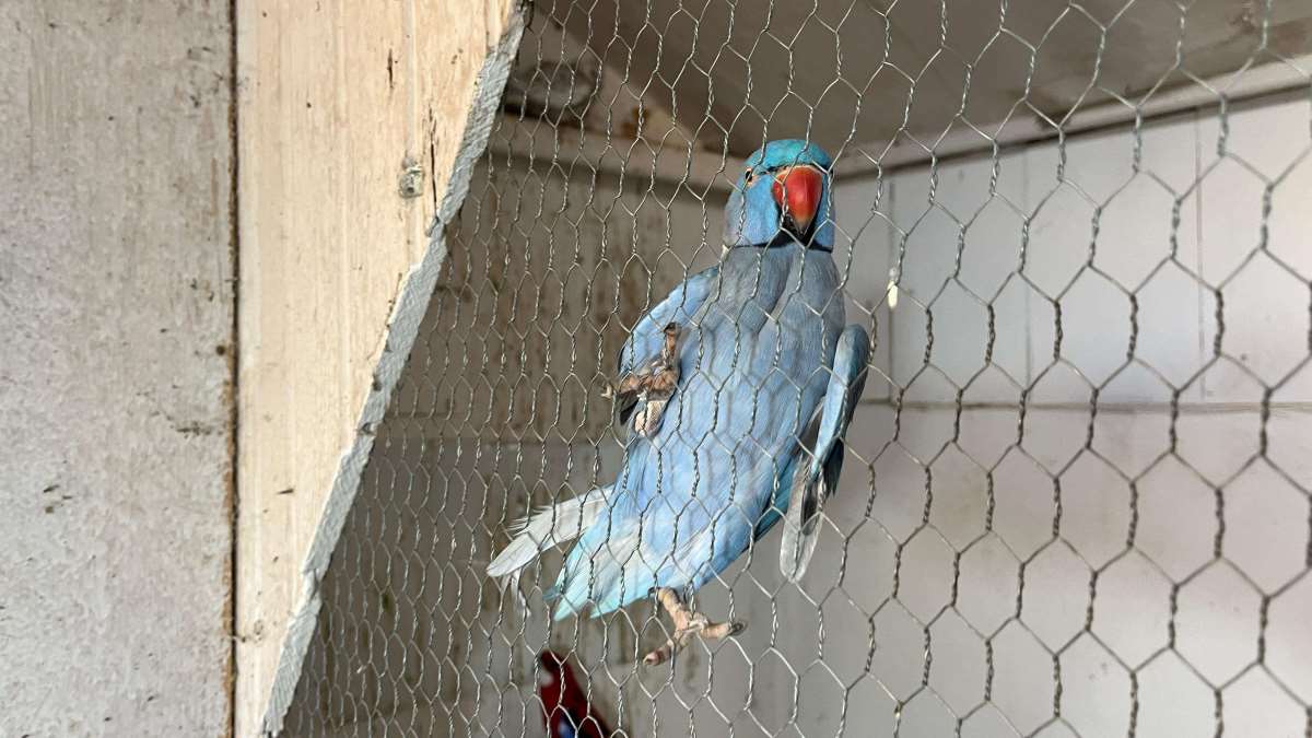 1767011747pticice-trnava-salevic-milan-foto- (3).jpeg