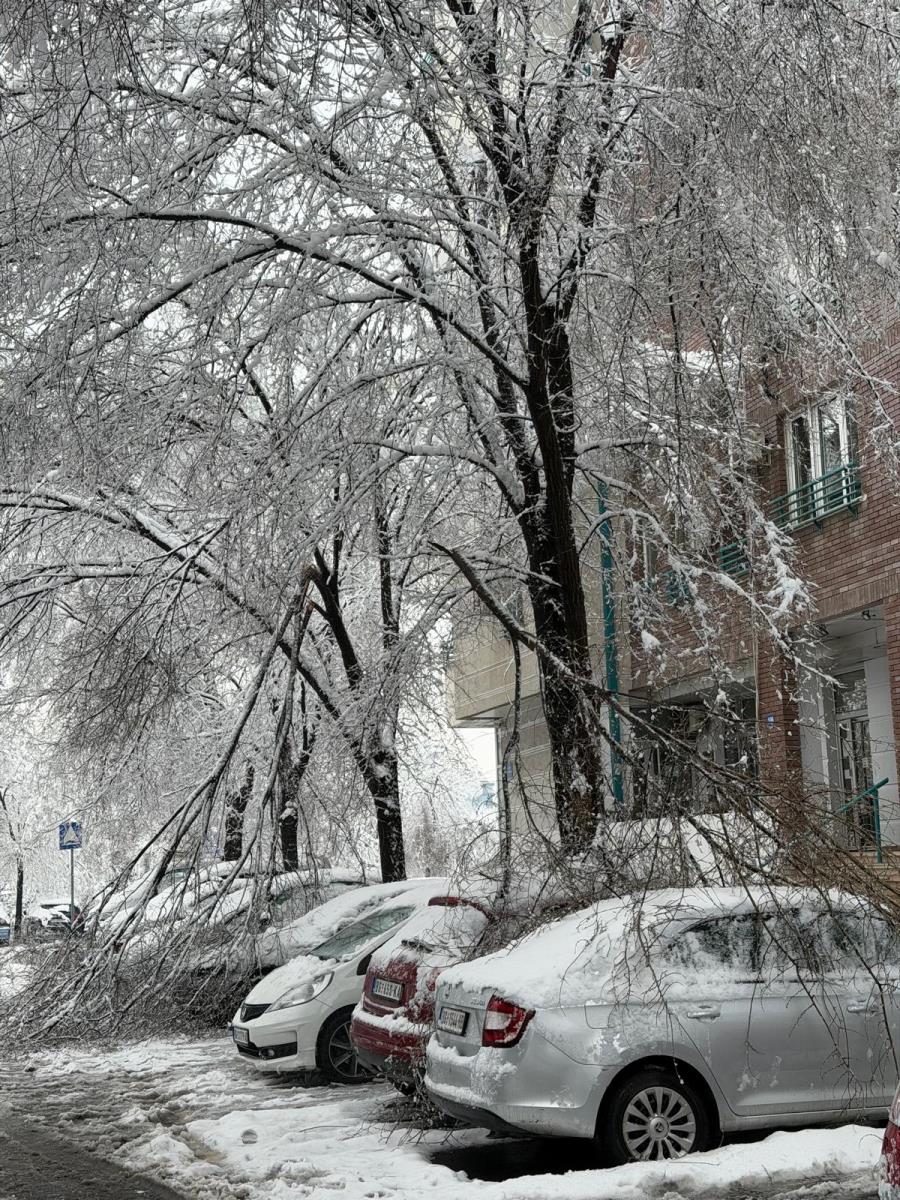 drvo blok 29 (6).jpeg