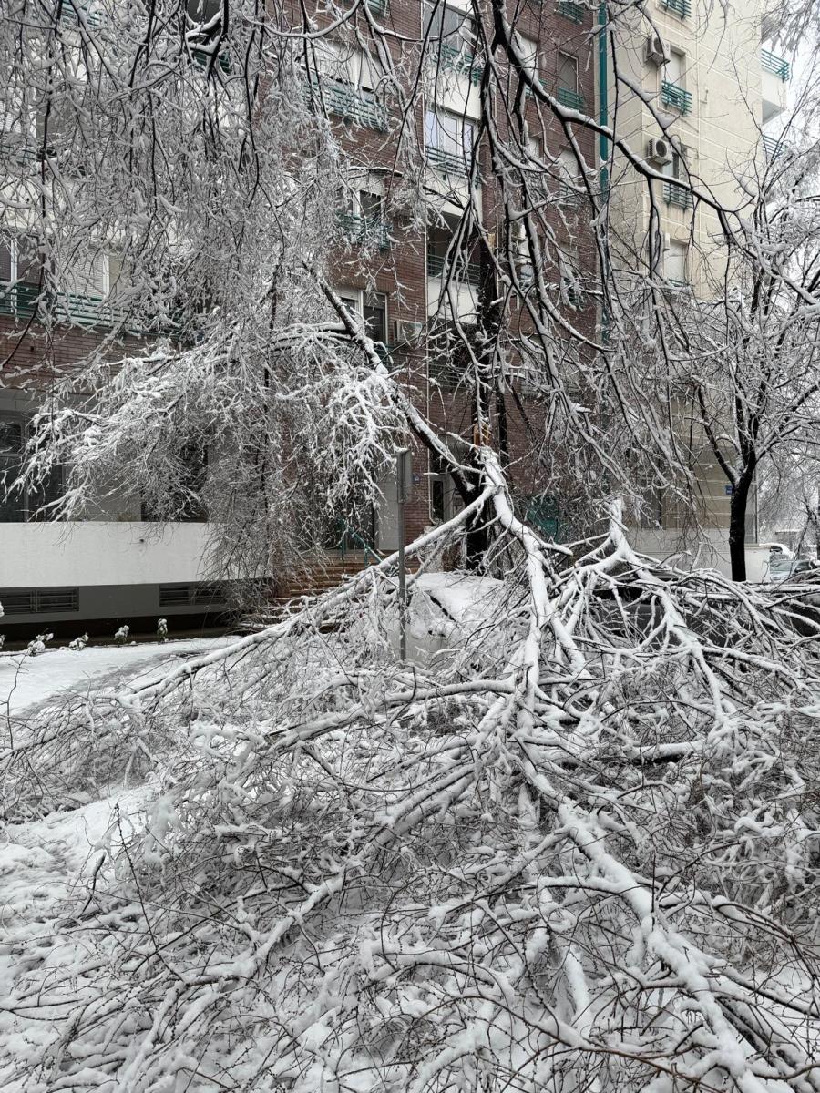 drvo blok 29 (4).jpeg