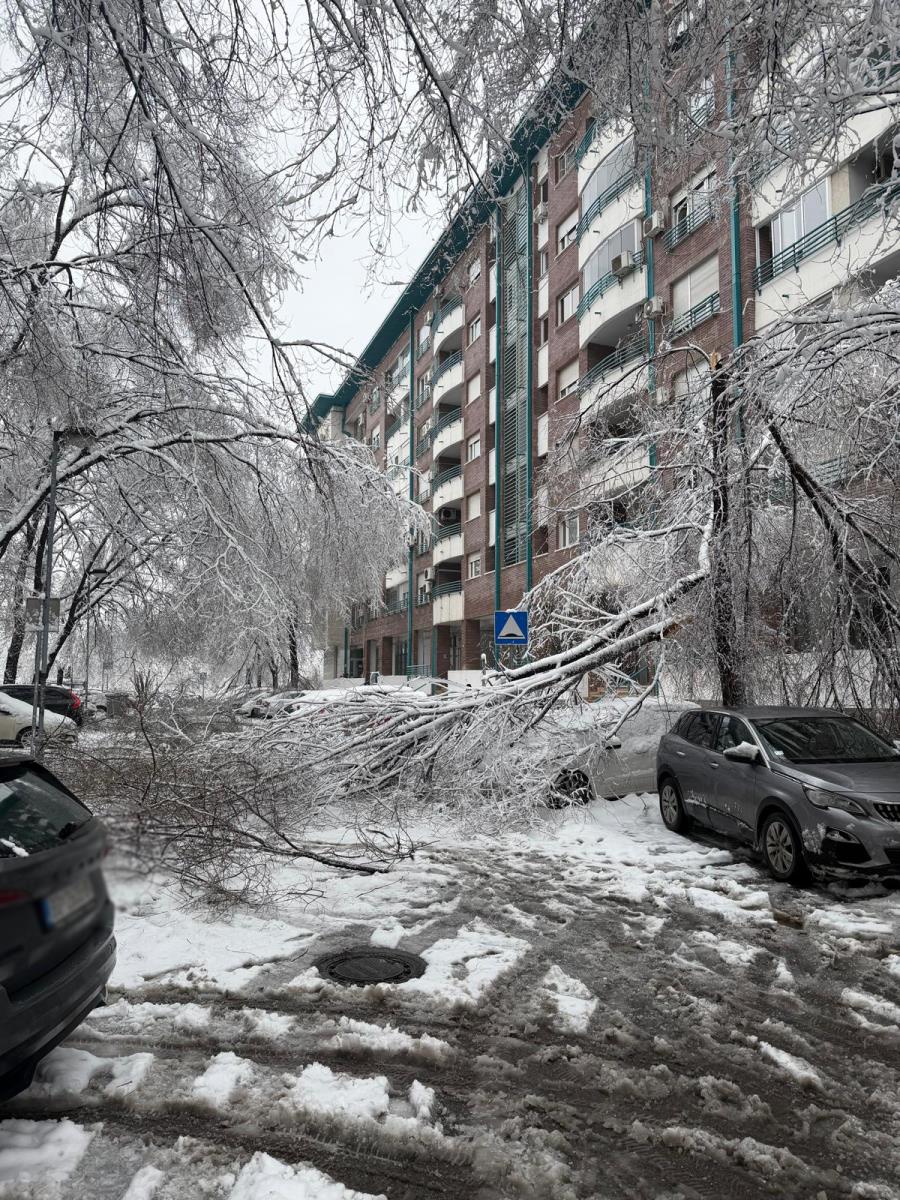 Palo drveće u Bloku 29