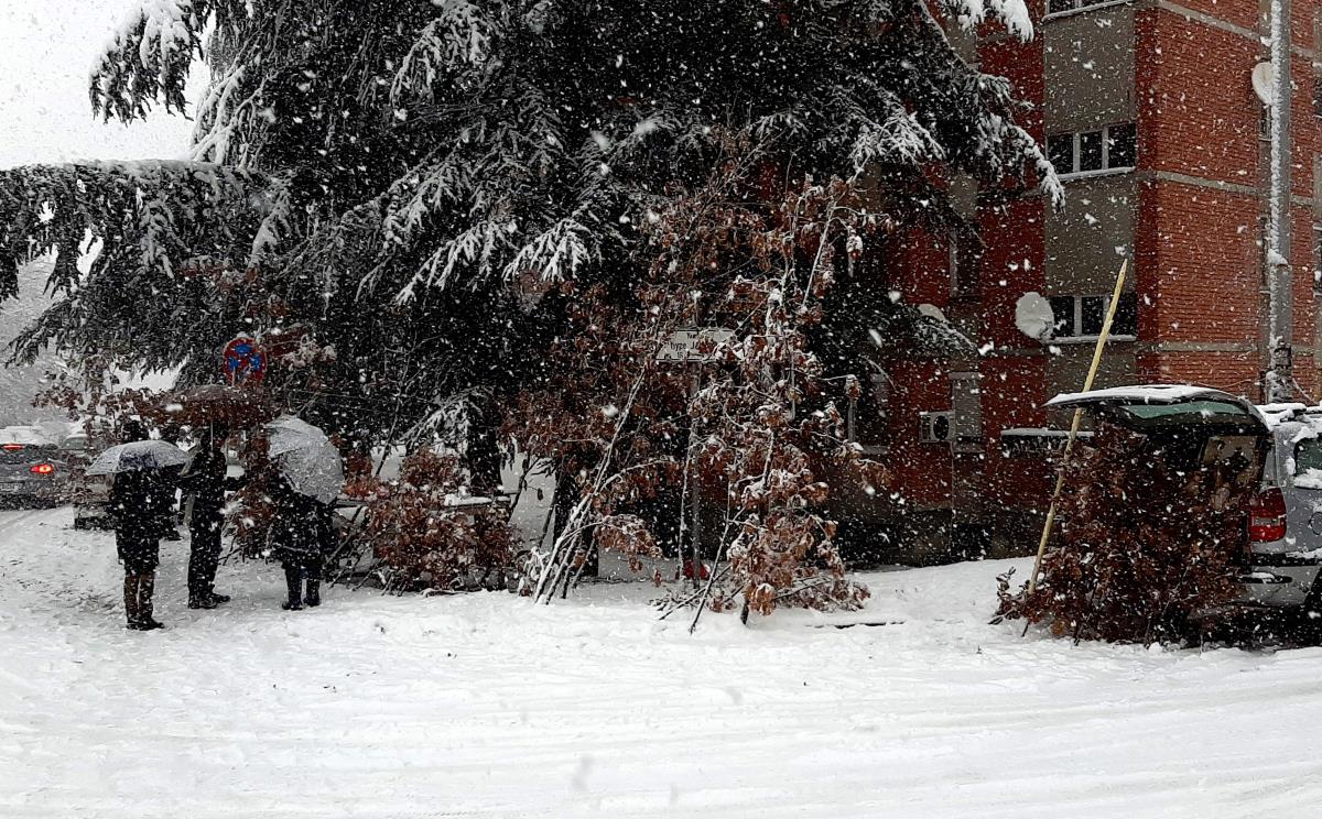 LOZNICA - Bogata ponuda badnjaka pod pahuljama.jpg