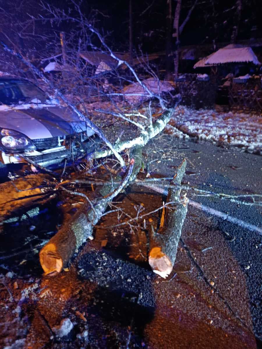 Drvo palo na Avalski put