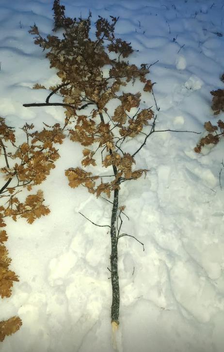 Milan Dinčić Dinča