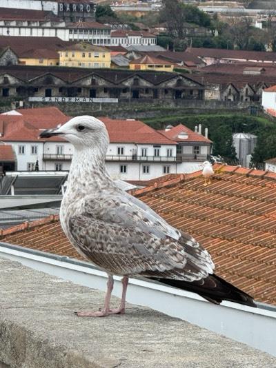 Portugalija (16).jpg