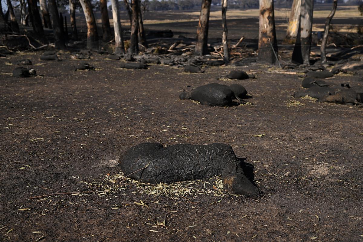 Australija požar (6).jpg