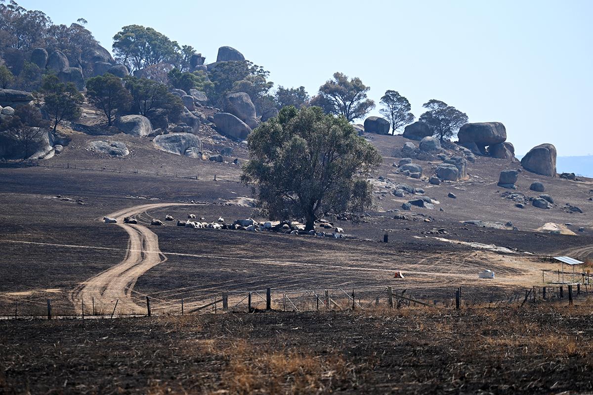 Australija požar (3).jpg