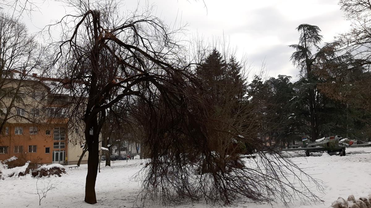 LOZNICA - Ode krošnja.jpg