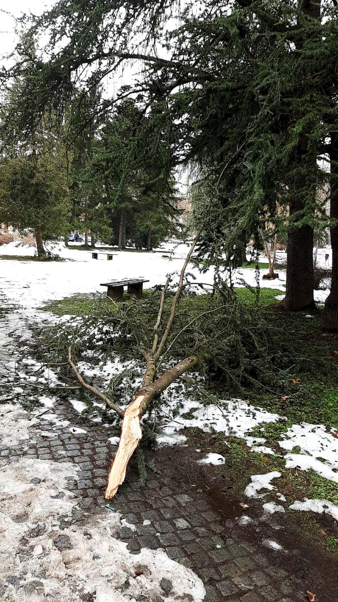 LOZNICA - Veći broj polomljenih.jpg