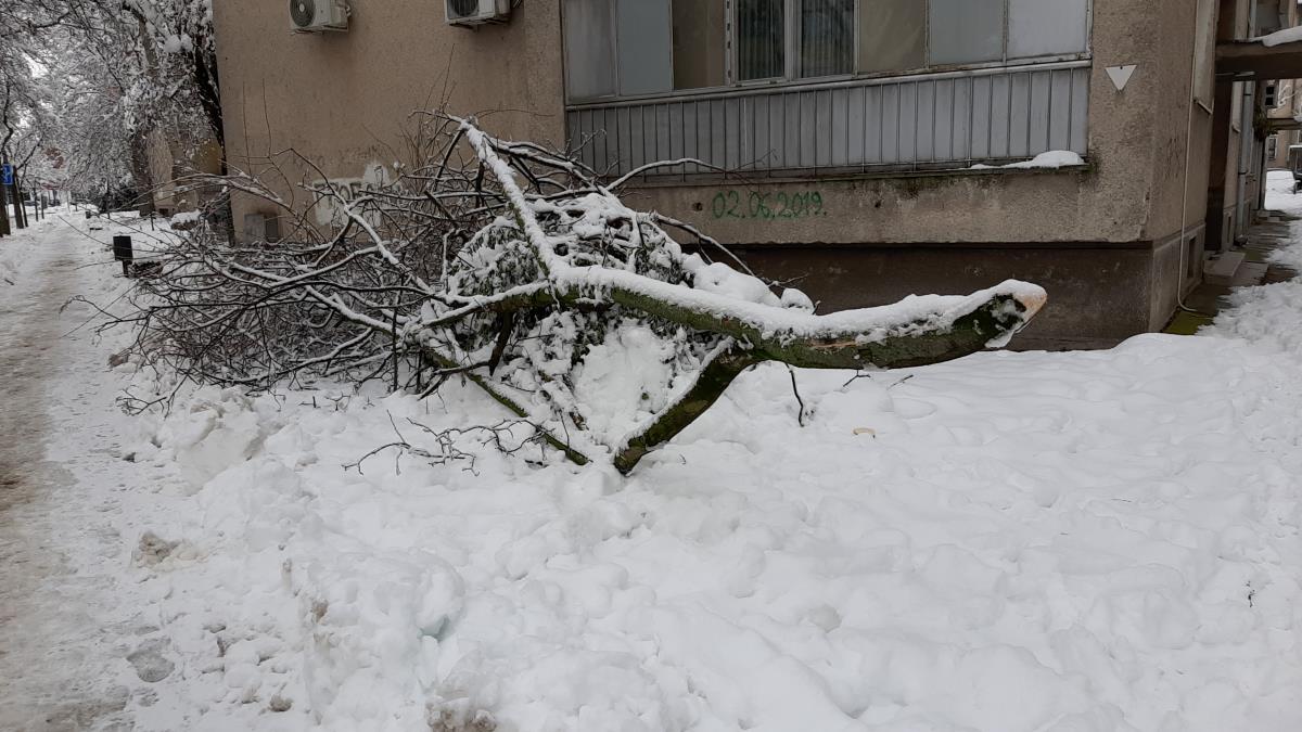 LOZNICA - Nije izdržala.jpg