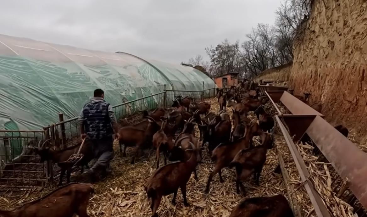 Farma koza Marka Markoša na Fruškoj gori