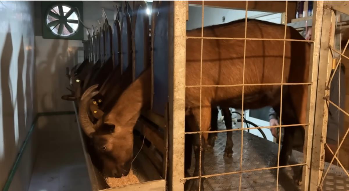 Farma koza Marka Markoša na Fruškoj gori