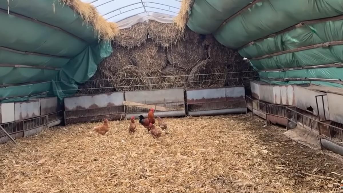 Farma koza Marka Markoša na Fruškoj gori