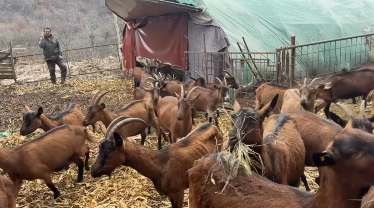 Farma koza Marka Markoša na Fruškoj gori