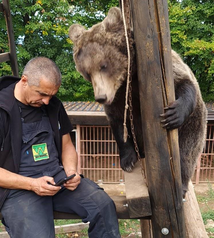 17688294391679593321_doboj-dva-medveda-masa-ljubica-foto-petar-tubic1 (1).jpg