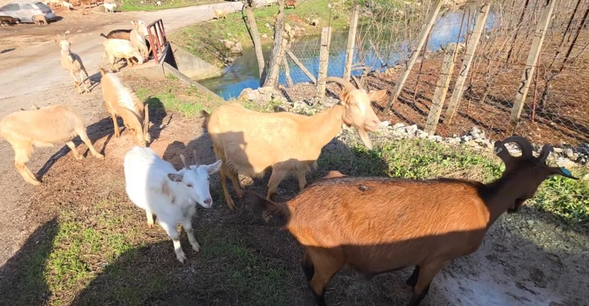 Zoran Macan (73) bez jedne noge čuva 150 koza i ne zna za bolest već 20 godina