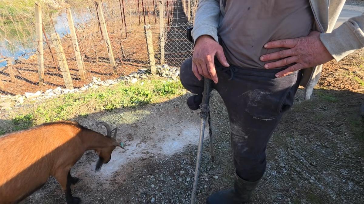 Zoran Macan (73) bez jedne noge čuva 150 koza i ne zna za bolest već 20 godina