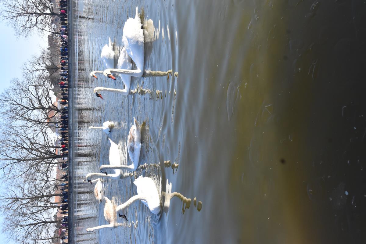 Labudovi foto s.u. (2).JPG