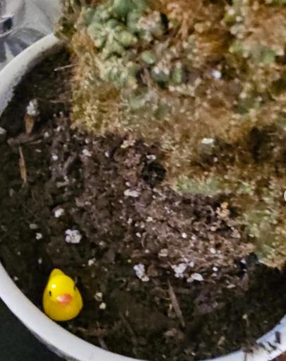 žena sakrila patkice po stanu da testira čistačicu (4).png