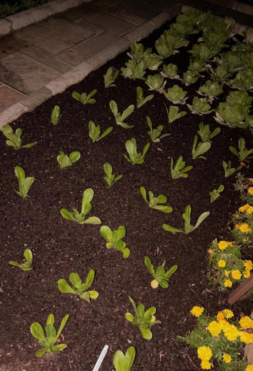 Bruklin Bekam i Nikola Pelc