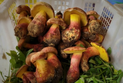 Lanmaoa azijatika Azijski lanmaoa Lanmaoa asiatica