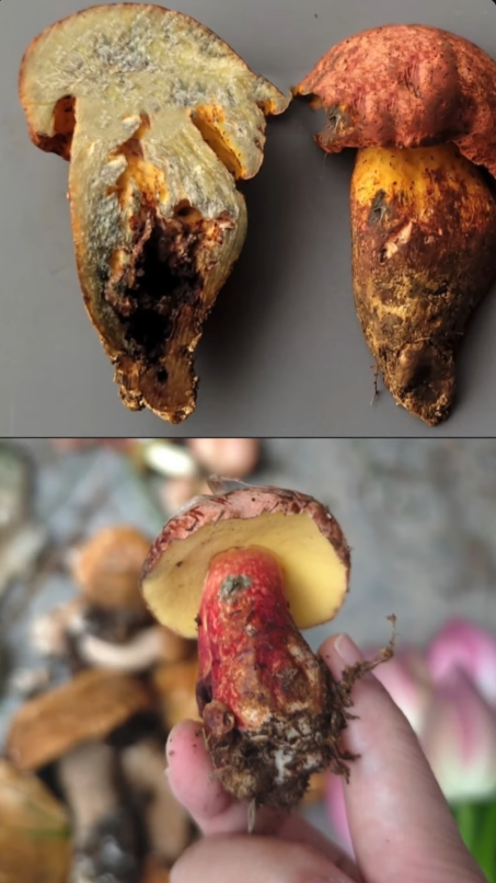 Screenshot 2026-02-03 073801.png