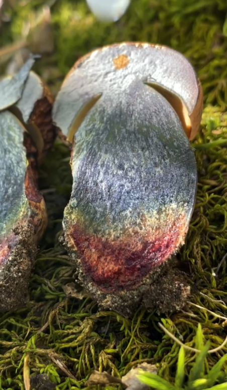 Screenshot 2026-02-03 073747.png