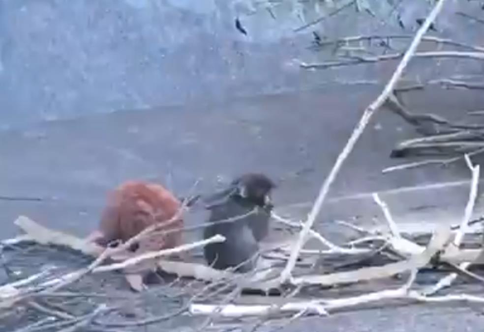 Screenshot 2026-02-16 200726.png