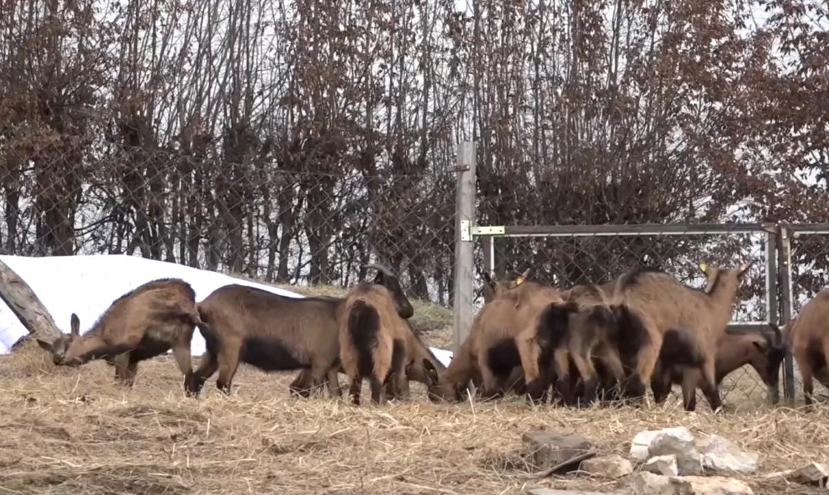 Jovana Rajković  (6).png