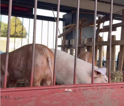 Autobus iz filma Ko to tamo peva u Zadru