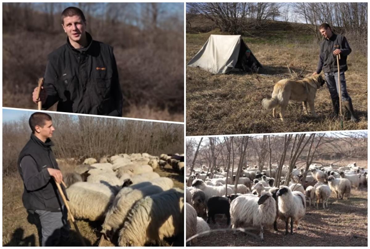 Milos Škorić pastir ovce.jpg