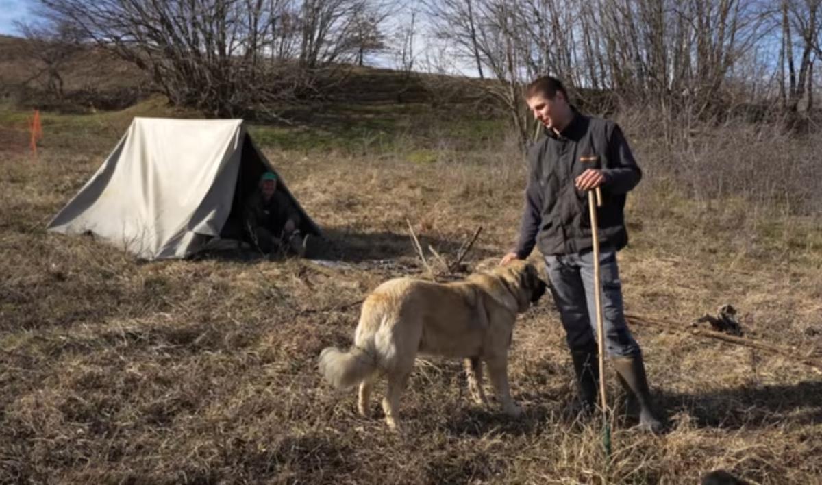 Milos Škorić pastir ovce (3).png