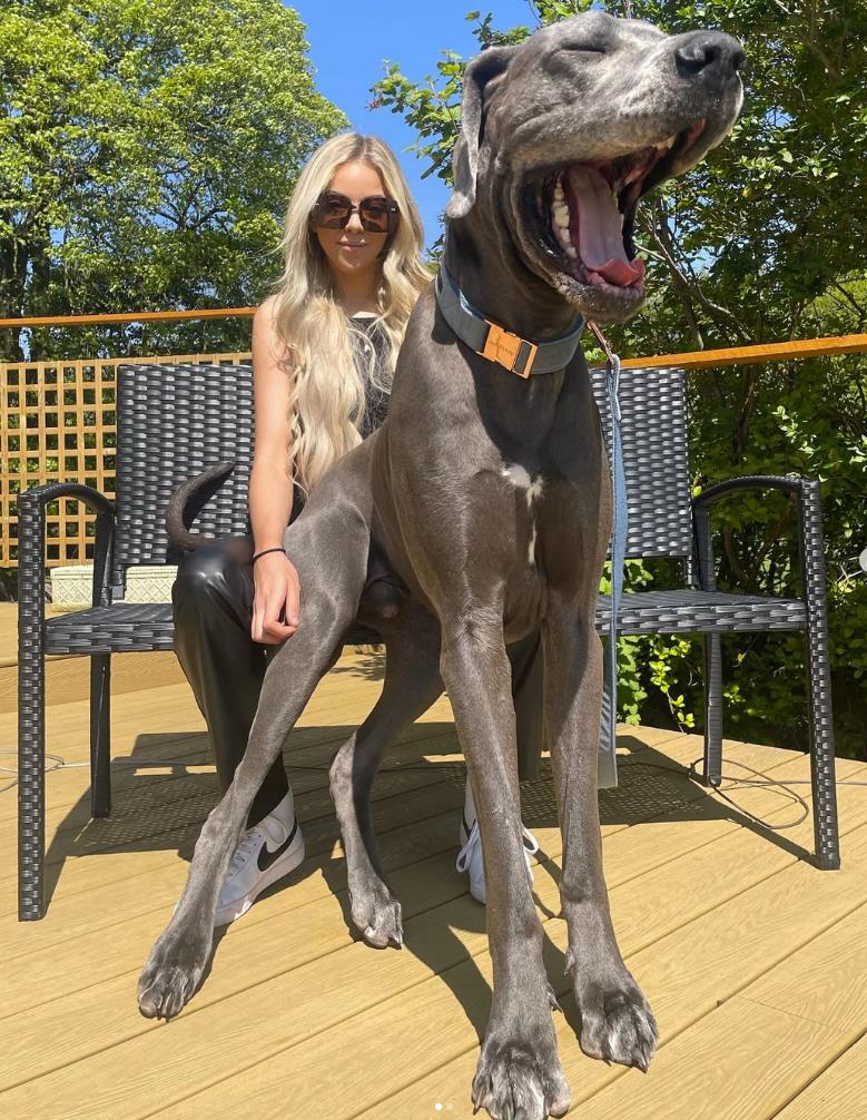 Velington, nemačka doga iz Derbišira visoku preko 190cm (1).jpg