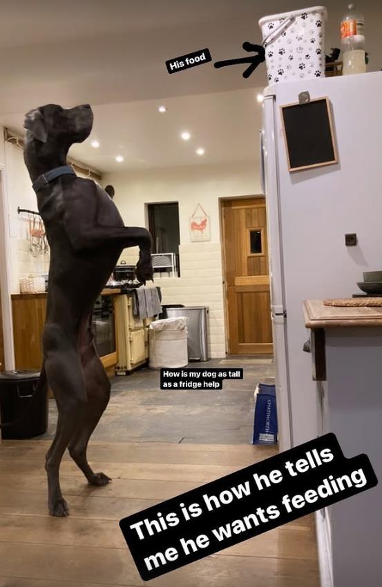 Velington, nemačka doga iz Derbišira visoku preko 190cm (3).png