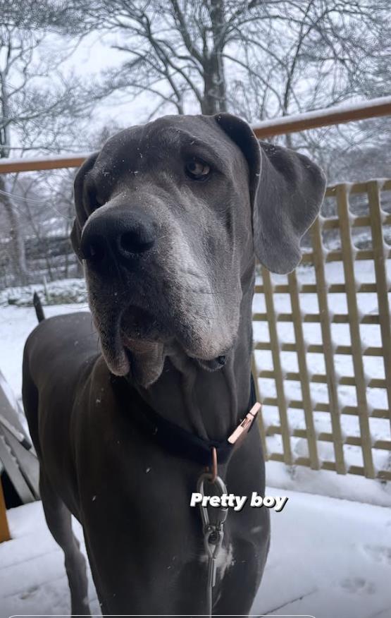 Velington, nemačka doga iz Derbišira visoku preko 190cm (5).png