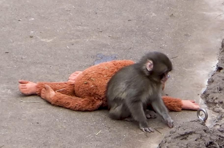Sedmomesečni makak Panč igra se sa plišanim orangutanom u zoološkom vrtu Ičikava (2).PNG